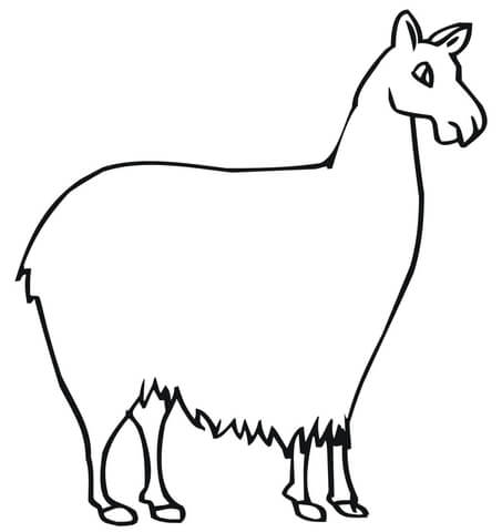 Llama South American Camelid Coloring Page